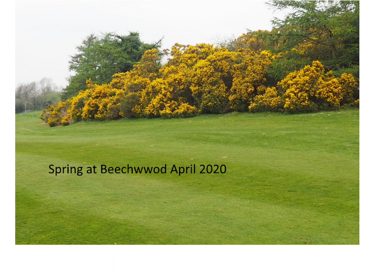 Spring at Beechwood April 2020