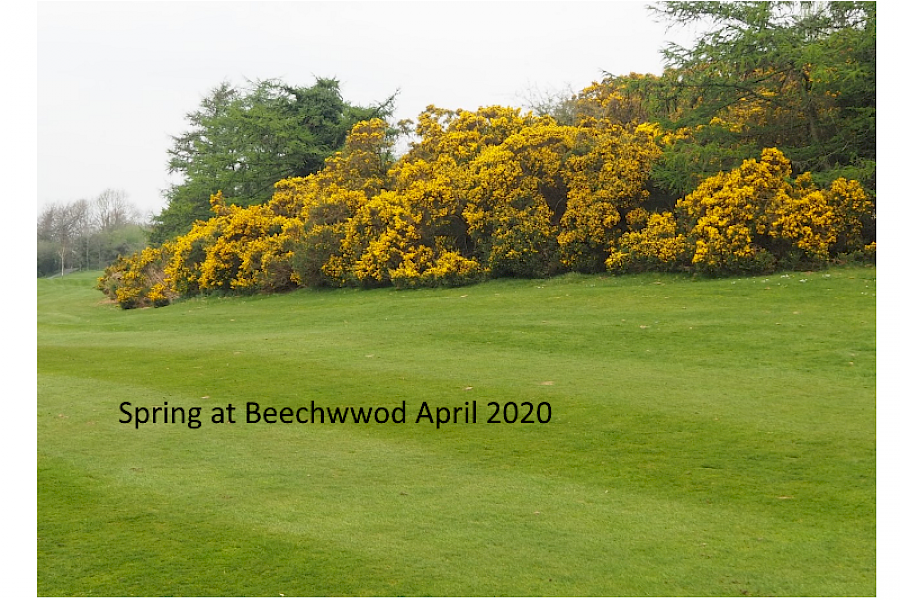 Spring at Beechwood April 2020