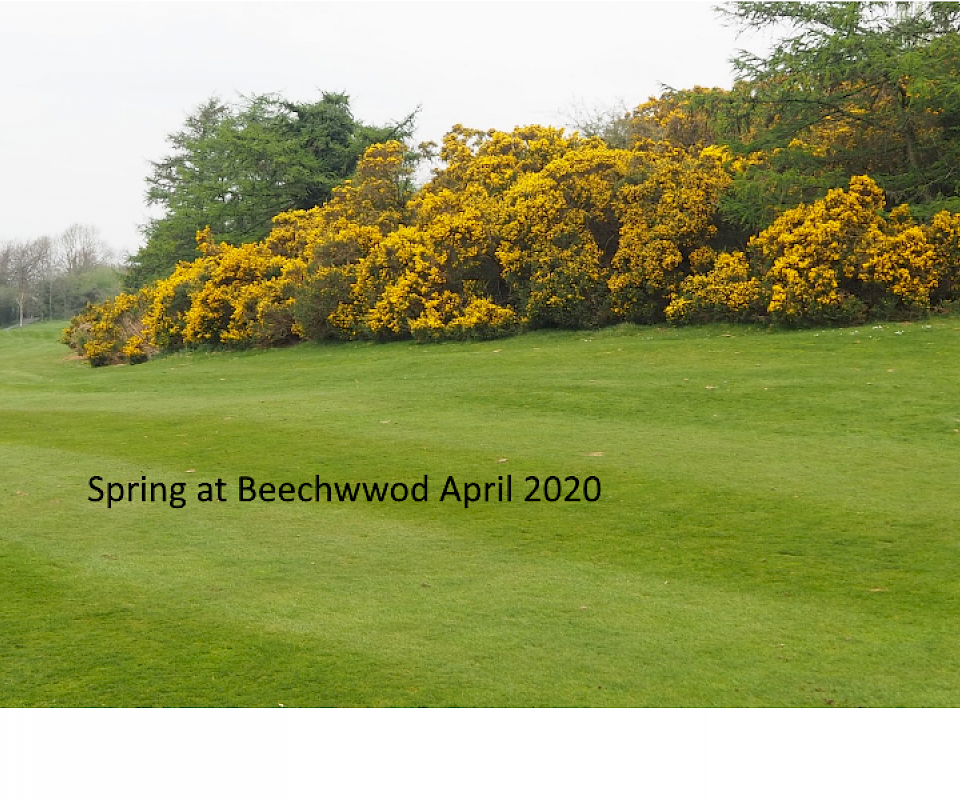 Spring at Beechwood April 2020
